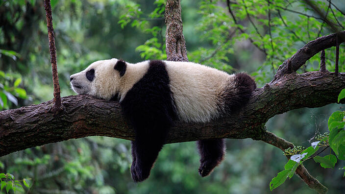 Liegender Pandabär auf Baum