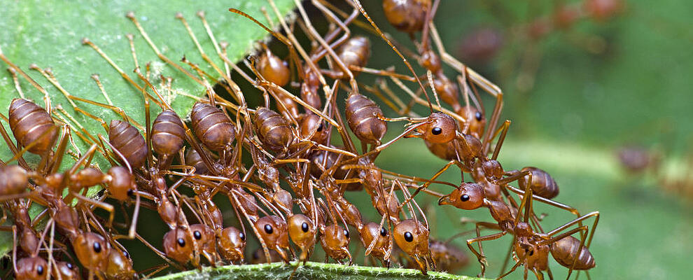 Red ant, Ant bridge unity team