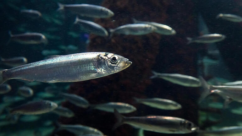 Aquarium Kiel