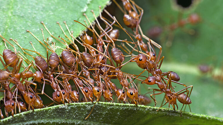 Ants working together to transport a leaf