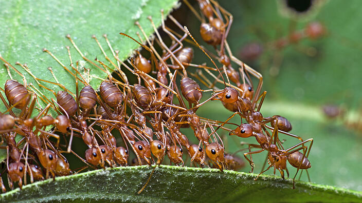 Group of ants transporting a leaf
