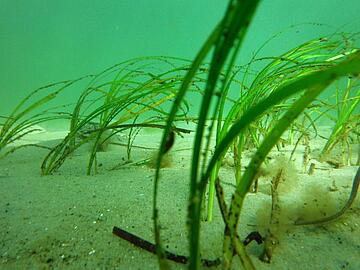 Seagrass, © Maike Paul